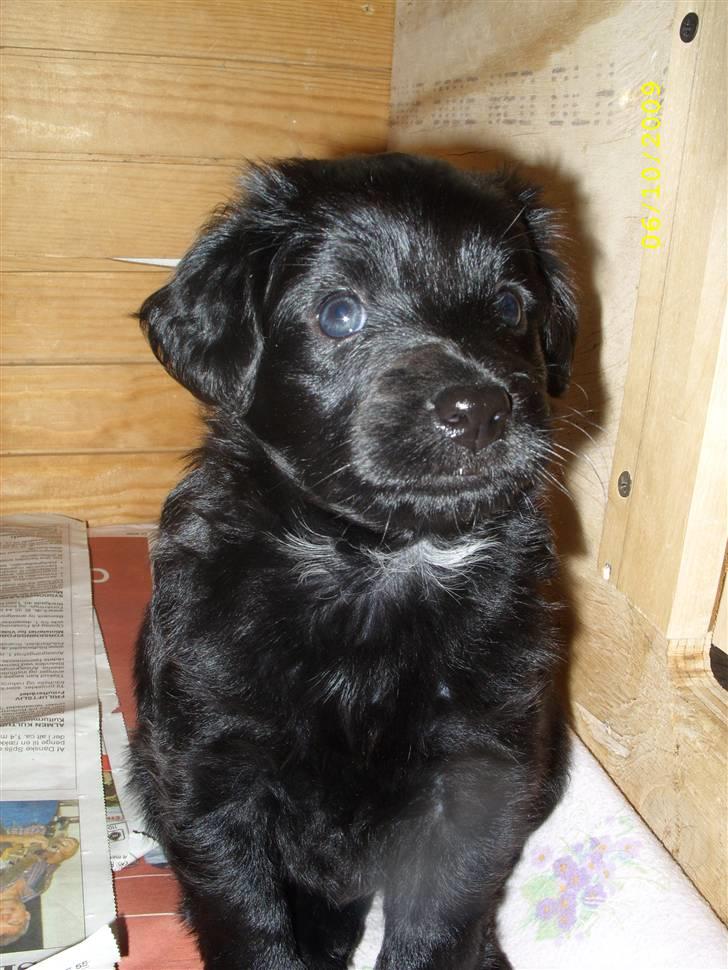 Markiesje Fifi billede 4