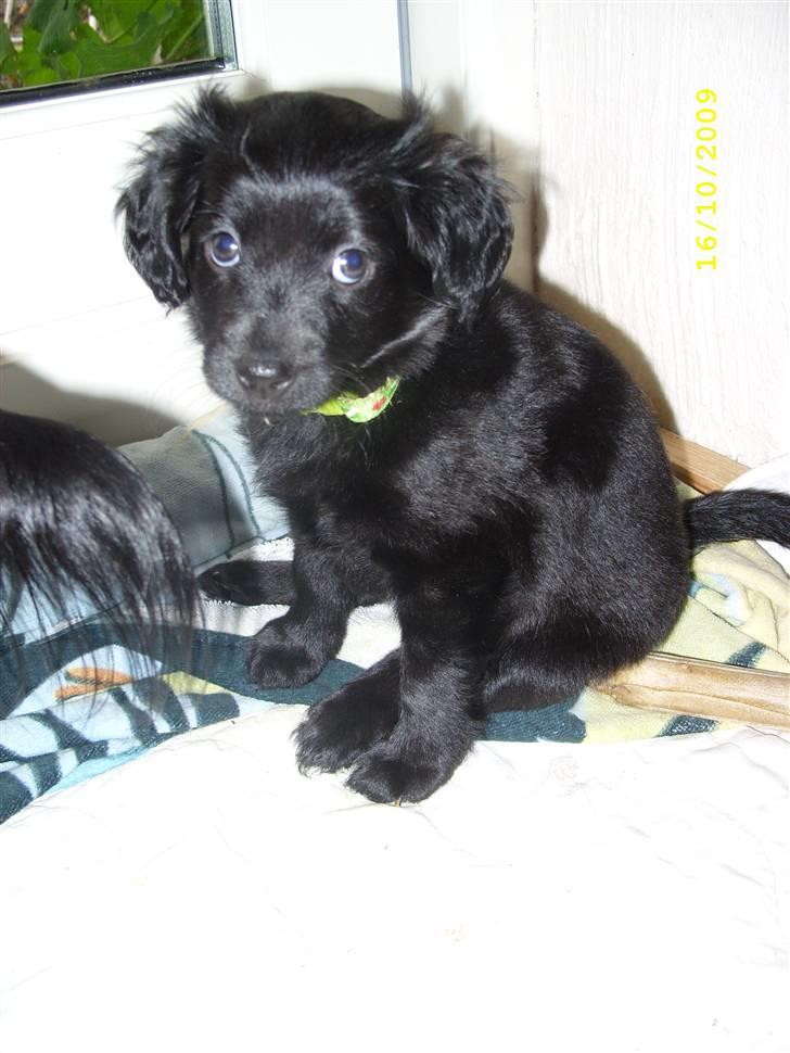 Markiesje Fifi billede 5