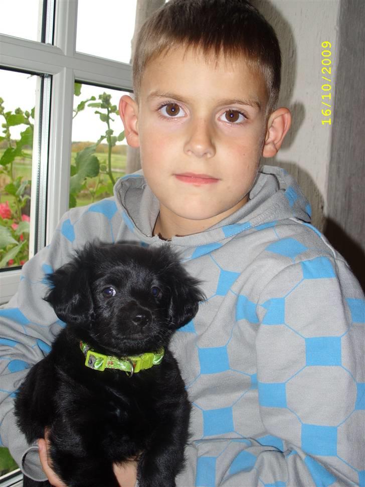 Markiesje Fifi - Den stolte "storebror". billede 6