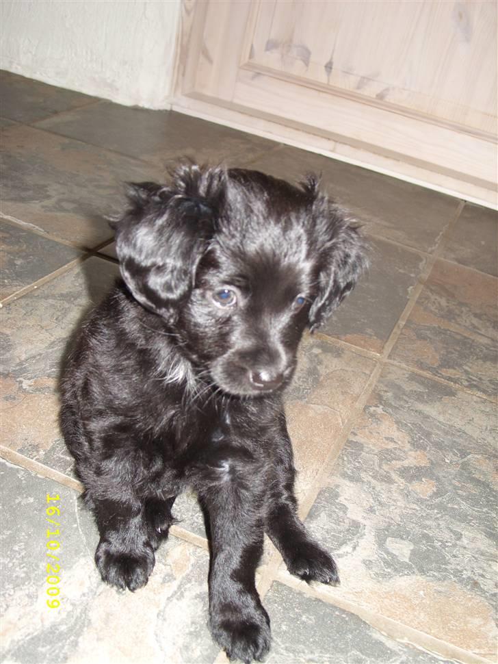 Markiesje Fifi billede 7