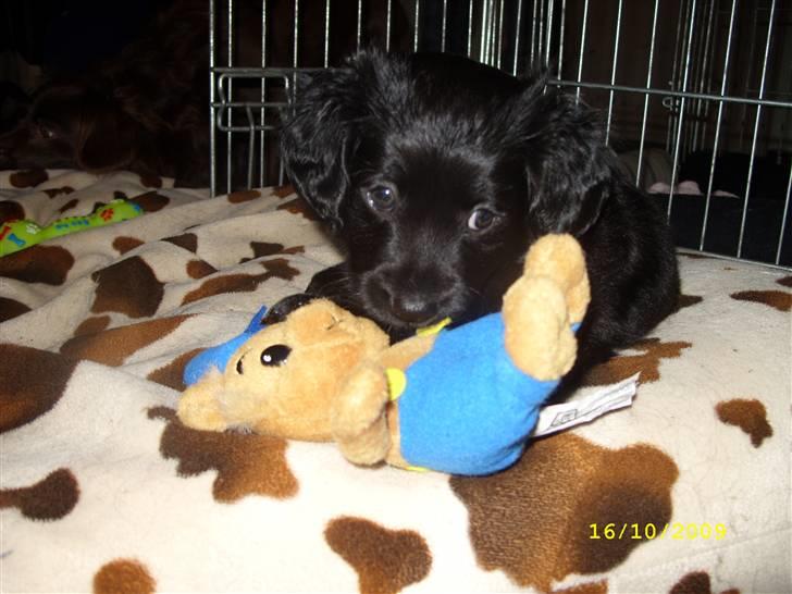 Markiesje Fifi billede 8