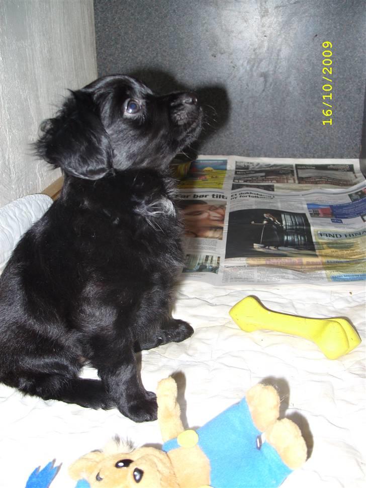 Markiesje Fifi billede 9