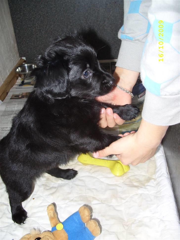 Markiesje Fifi billede 10