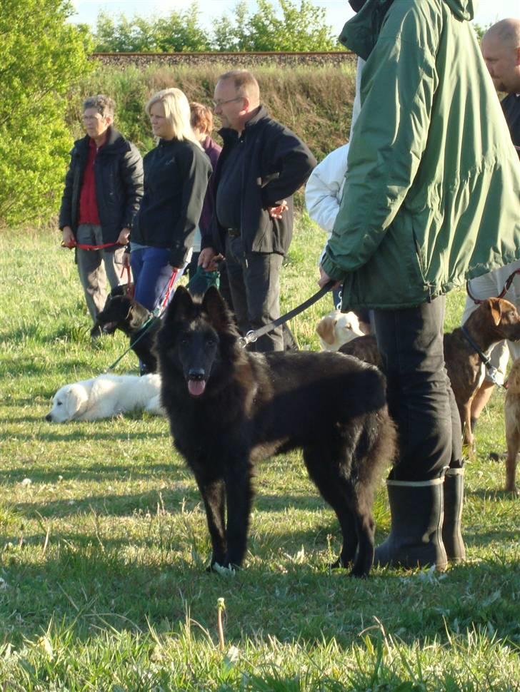 Groenendael Team-Ami Naughty Blue  - Hundetræning - VPh billede 17