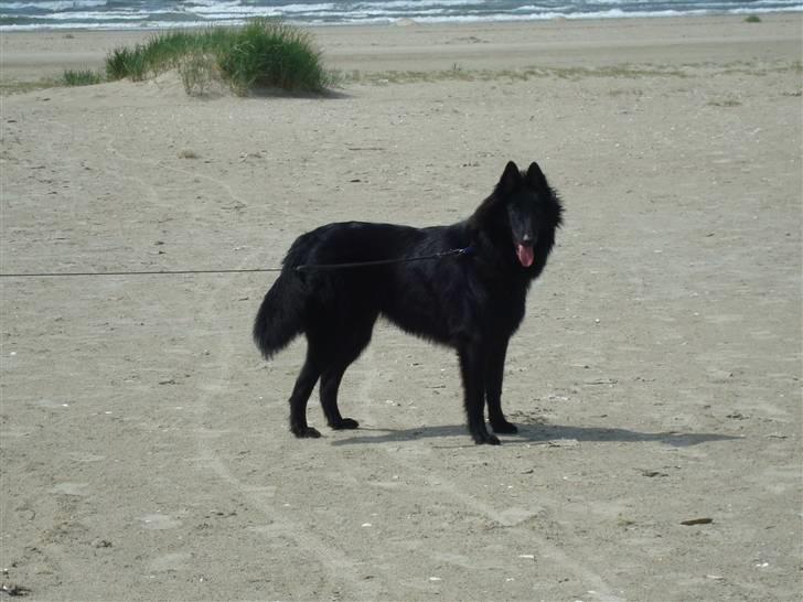 Groenendael Team-Ami Naughty Blue  - Fanø - Sommer 2009 billede 18