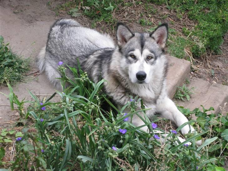 Alaskan malamute YukonJak's Willow Wind billede 1