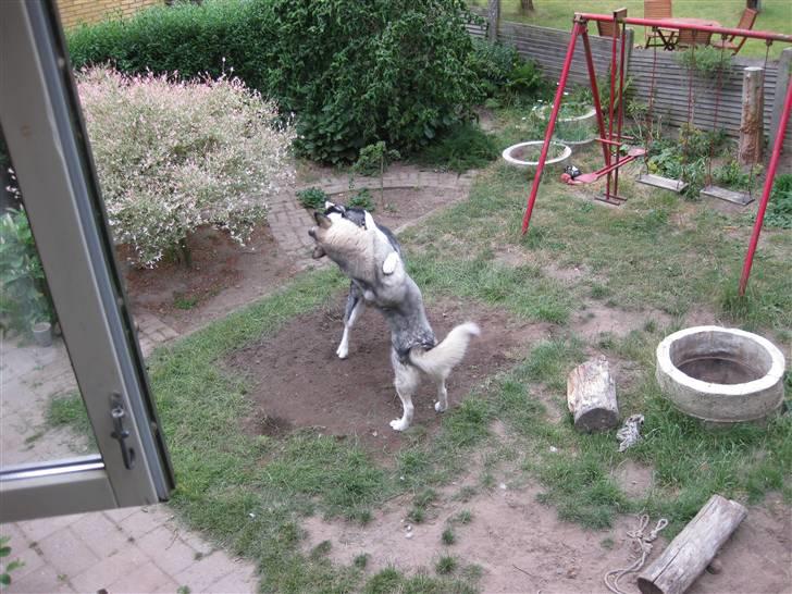 Alaskan malamute YukonJak's Willow Wind billede 2