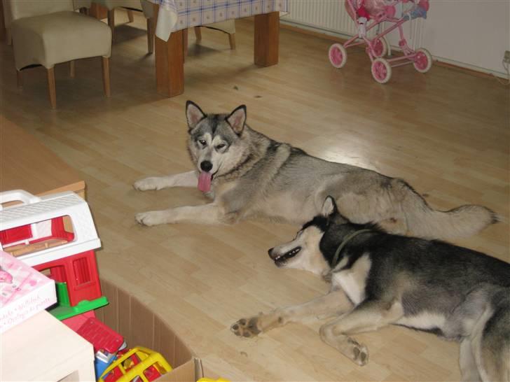 Alaskan malamute YukonJak's Willow Wind billede 3