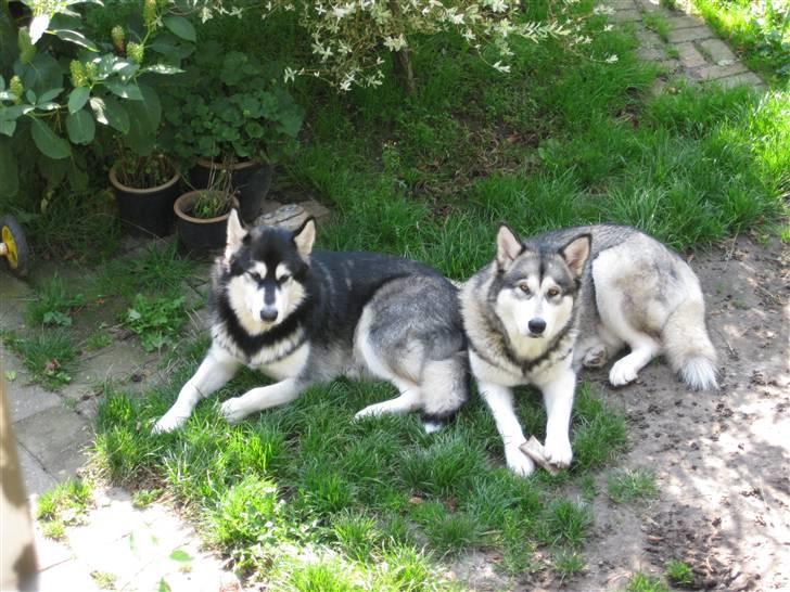 Alaskan malamute YukonJak's Willow Wind billede 4