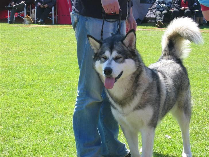 Alaskan malamute YukonJak's Willow Wind billede 5