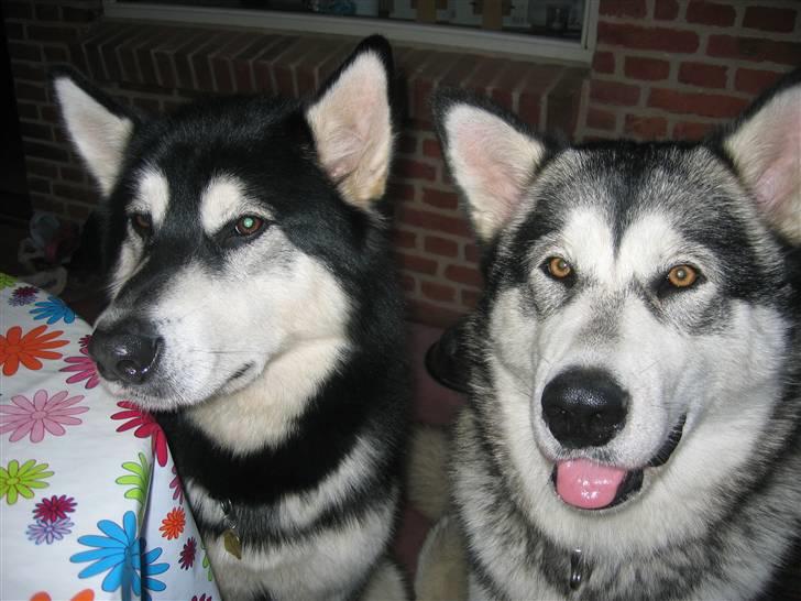 Alaskan malamute YukonJak's Willow Wind billede 7