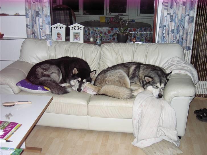 Alaskan malamute YukonJak's Willow Wind billede 8