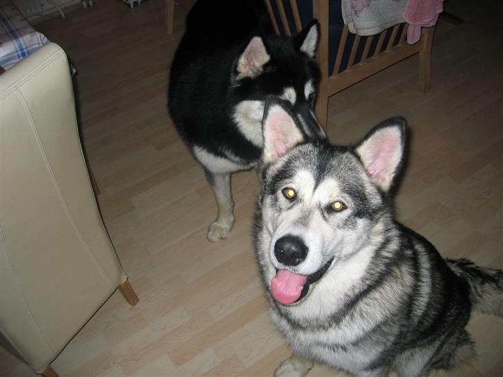 Alaskan malamute YukonJak's Willow Wind billede 9