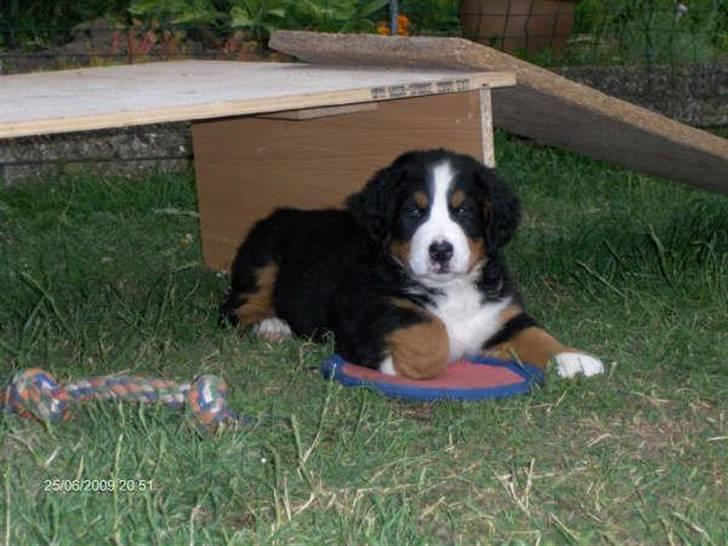 Berner sennenhund kiki - Se min frisbee. billede 13
