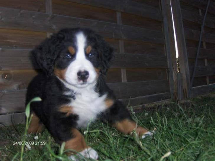 Berner sennenhund kiki - Se mig. billede 14