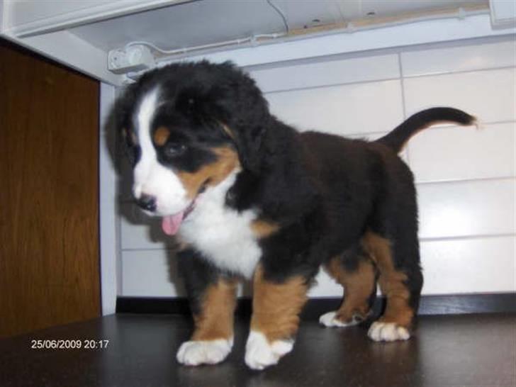 Berner sennenhund kiki - Jeg kan stå. billede 15