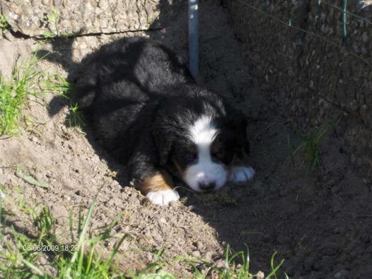 Berner sennenhund kiki - Dejligt med noget jord. billede 16