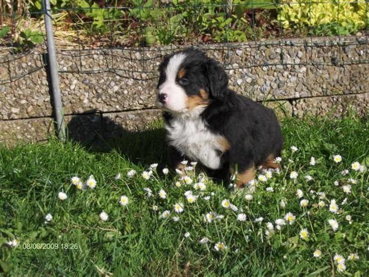 Berner sennenhund kiki - Midt i blomsterene. billede 18