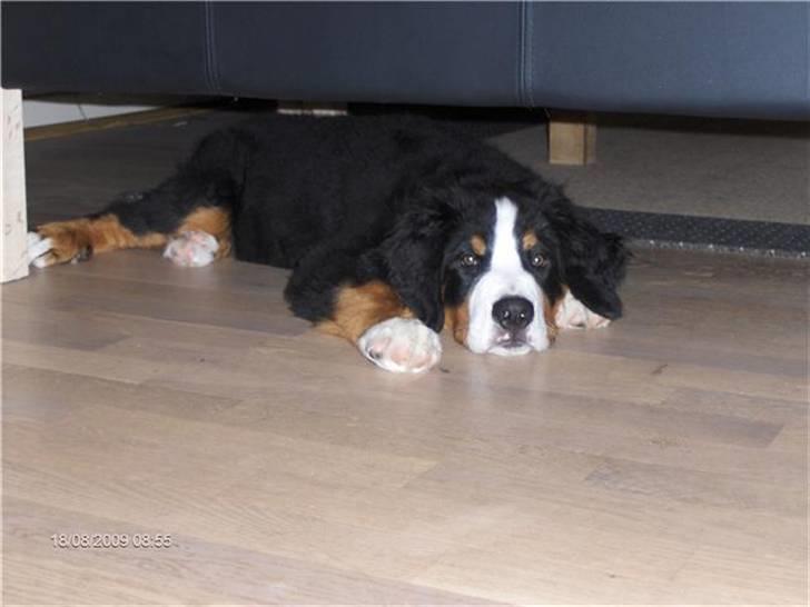 Berner sennenhund kiki - Afslapning. billede 19