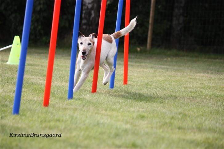 Glathåret foxterrier Sille - R.I.P min lille skat - Sille i sit es. billede 4