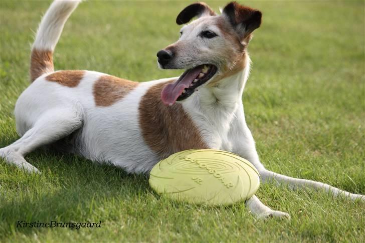 Glathåret foxterrier Sille - R.I.P min lille skat billede 14