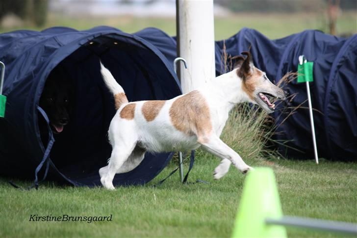 Glathåret foxterrier Sille - R.I.P min lille skat billede 15