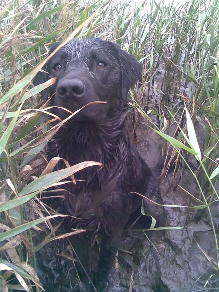Labrador retriever Anton billede 13
