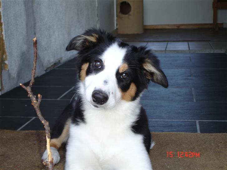 Border collie Tess - Tess, sommer 09 billede 7
