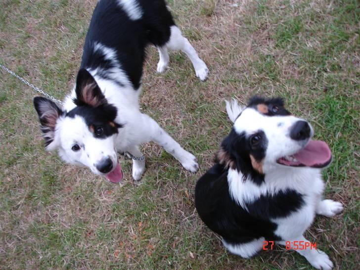 Border collie Tess - Tess og brorman Chap, sommer 09 billede 8