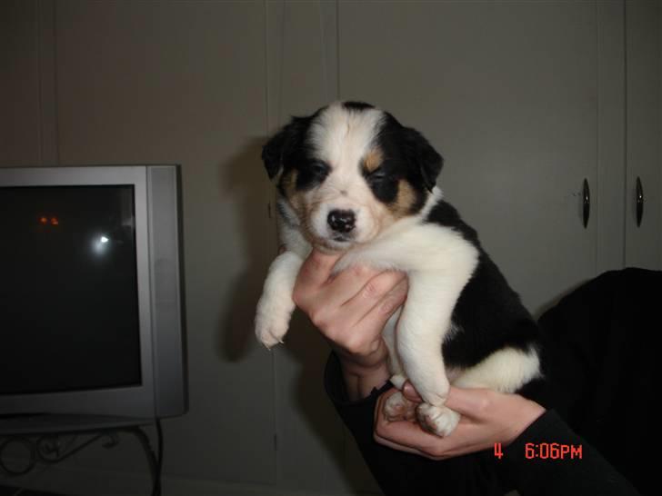 Border collie Tess - Lille nye Tess billede 9
