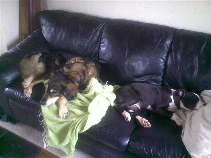 Blanding af racer Jeff billede 13