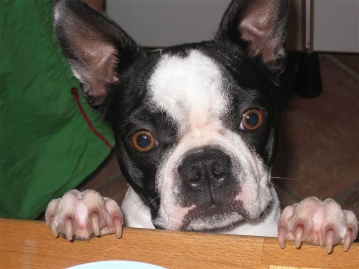 Boston terrier William Karlo - Please lad mig smage aftensmaden billede 20