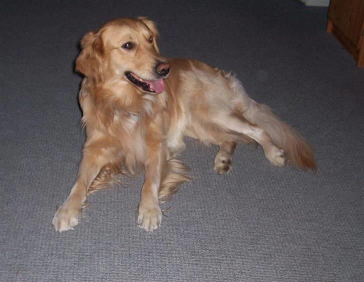 Golden retriever Gismo - Smukke, nysgerrige Gismo :) billede 15