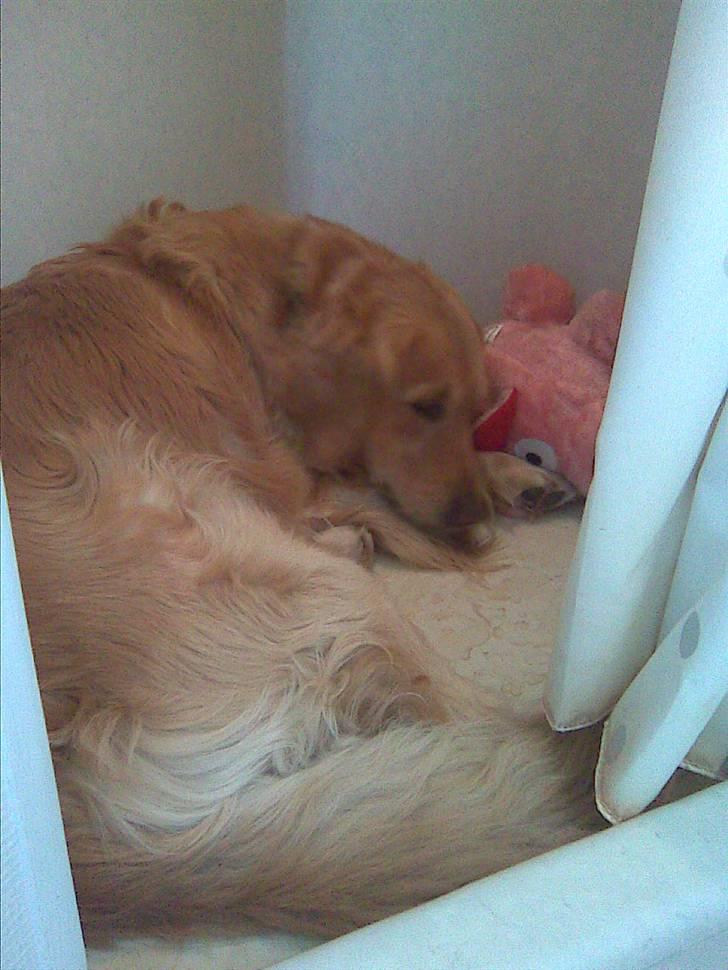 Golden retriever Gismo - Gismo og Øffe i brusenichen. billede 16