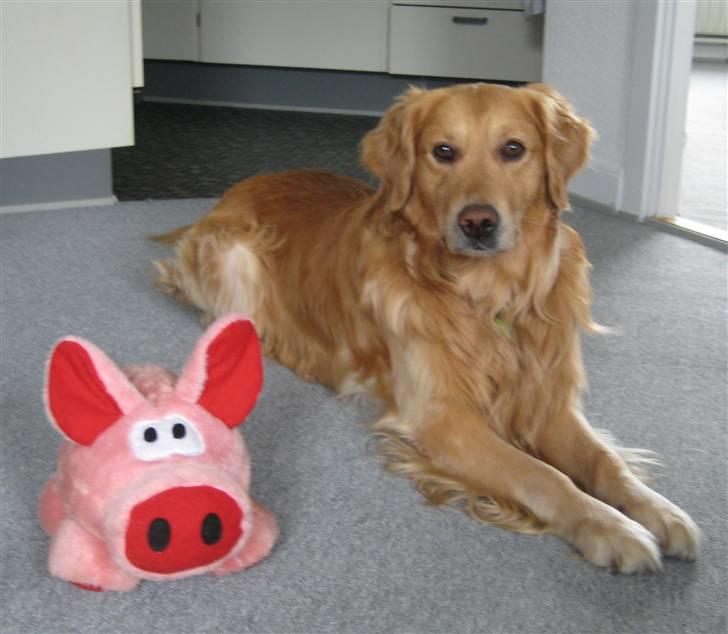 Golden retriever Gismo - Gismo og Øffe :D billede 18