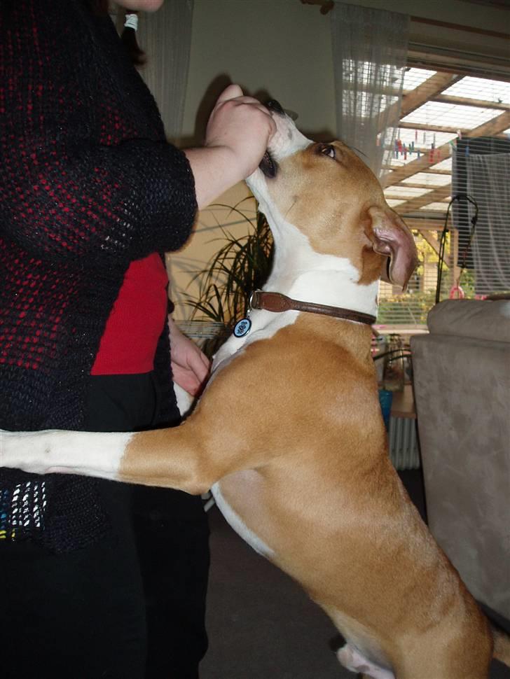 Amerikansk staffordshire terrier Great Vikings Womanizer  - Man kan strække sig langt for en godbid :)  billede 1