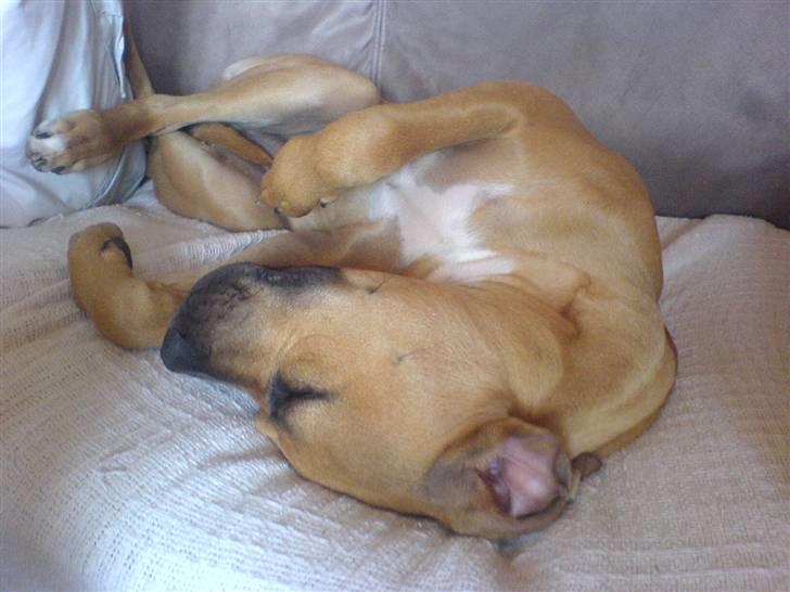 Amerikansk staffordshire terrier Buster - Rigtig Slap Af Dag På Sofaen billede 18