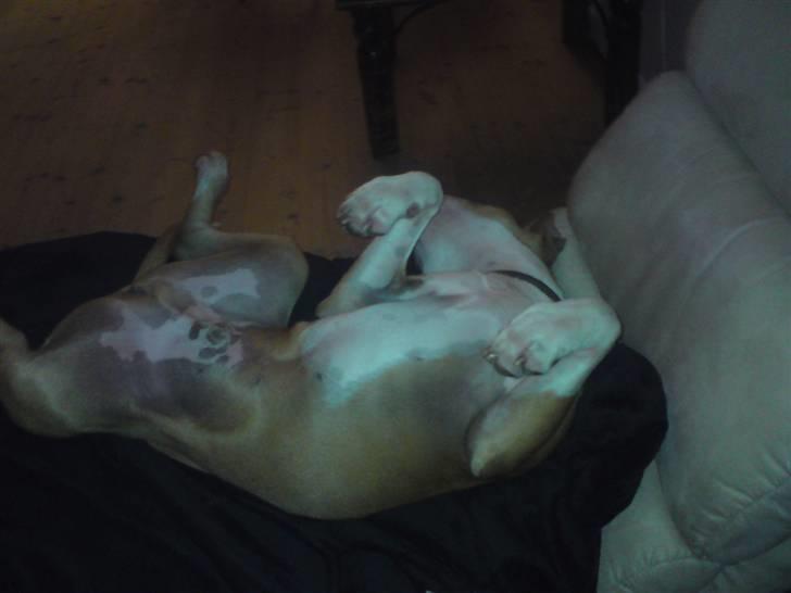 Amerikansk staffordshire terrier Great Vikings Womanizer  - Sådan sover Sheik gerne :) Og ofte med "drømme-lyde" billede 2