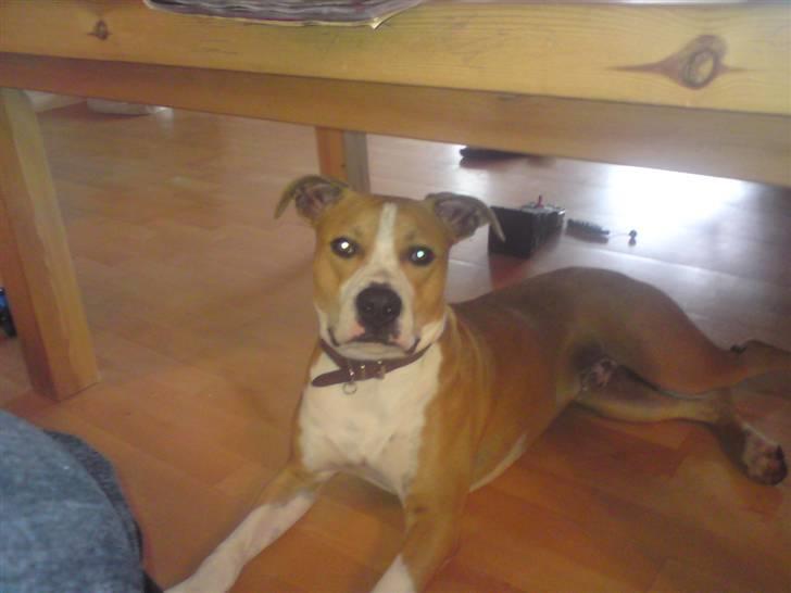 Amerikansk staffordshire terrier Great Vikings Womanizer  - På besøg hos min buddy, Basse :) Dét er et ordenligt sofabord!! billede 3