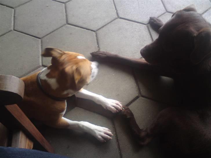 Amerikansk staffordshire terrier Great Vikings Womanizer  - Mig og Basse billede 4