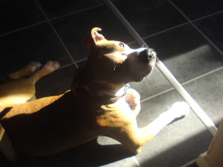 Amerikansk staffordshire terrier Great Vikings Womanizer  - Lad mig og min sol-plet være... Hvorfor skal jeg forstyrres nu?? billede 5