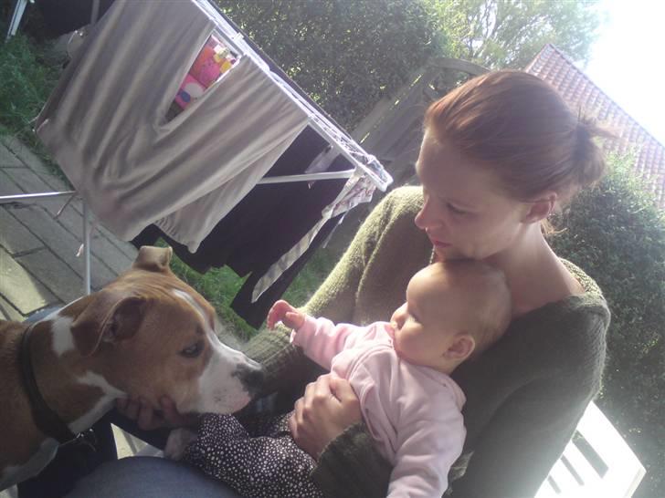 Amerikansk staffordshire terrier Great Vikings Womanizer  - Babyer dufter skønt, men hvorfor må jeg ikke slikke hende?? billede 7