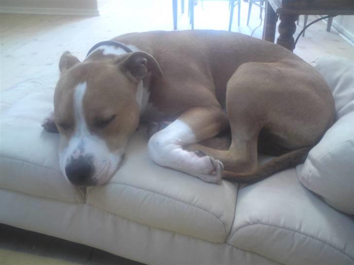 Amerikansk staffordshire terrier Great Vikings Womanizer  - Man kan jo trænge til en middags-lur... (tror Sheik har misforstået hovedpuder??) billede 8