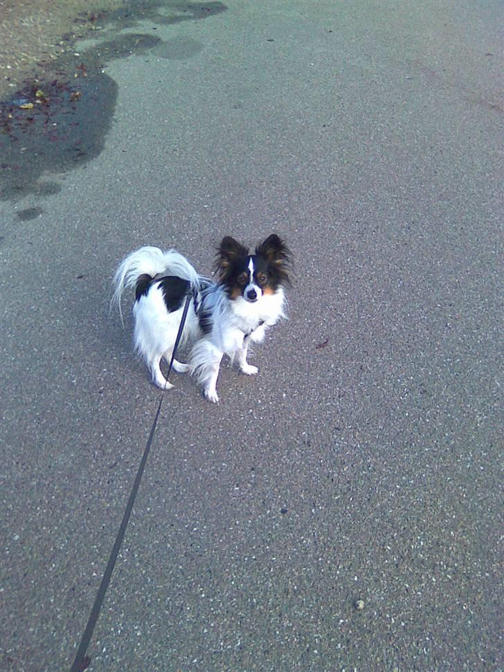 Papillon Taco billede 12