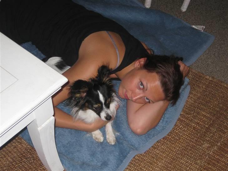 Papillon Taco billede 14