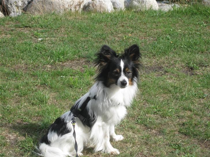 Papillon Taco billede 15