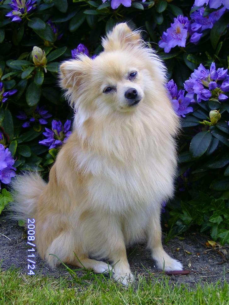 Pomeranian Maggie billede 1