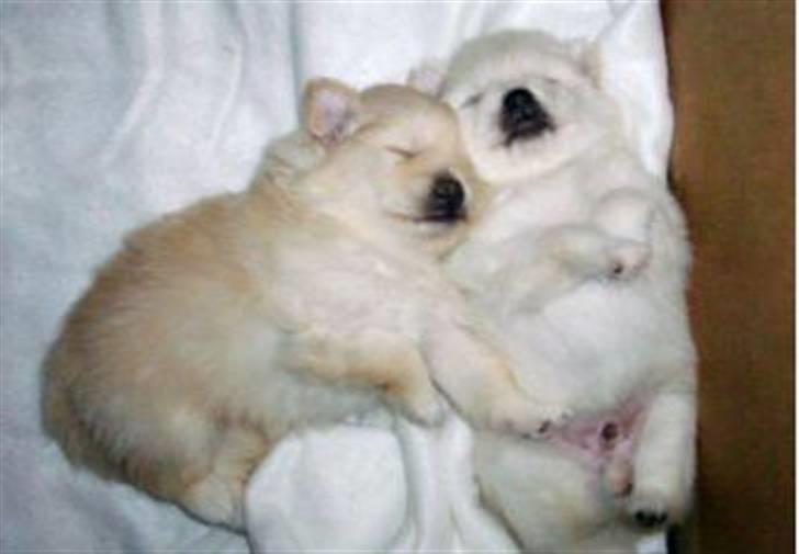 Pomeranian Maggie - Maggie til venstre billede 2