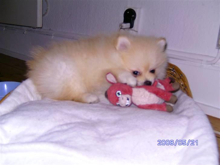 Pomeranian Maggie billede 4