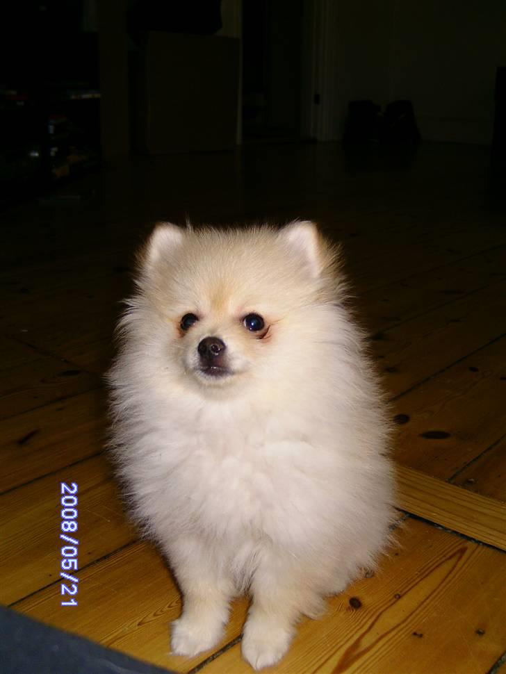 Pomeranian Maggie billede 5